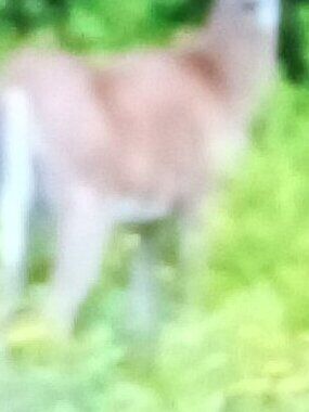 Piazza Sempione Brigitte Cream Pants Italy Cotton / Lycra Sz 12